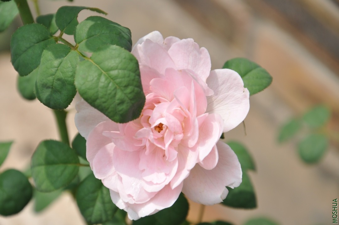 DSC_1754.JPG