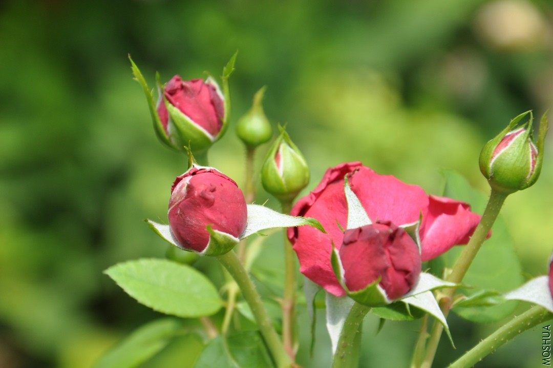 DSC_1755.JPG