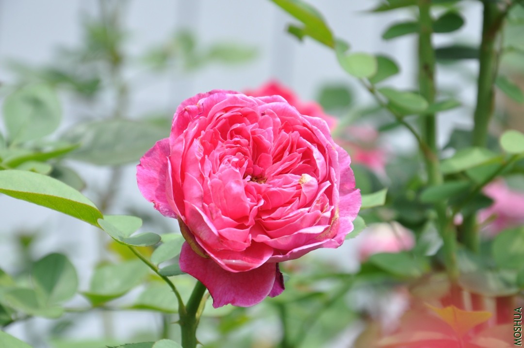 DSC_1761.JPG