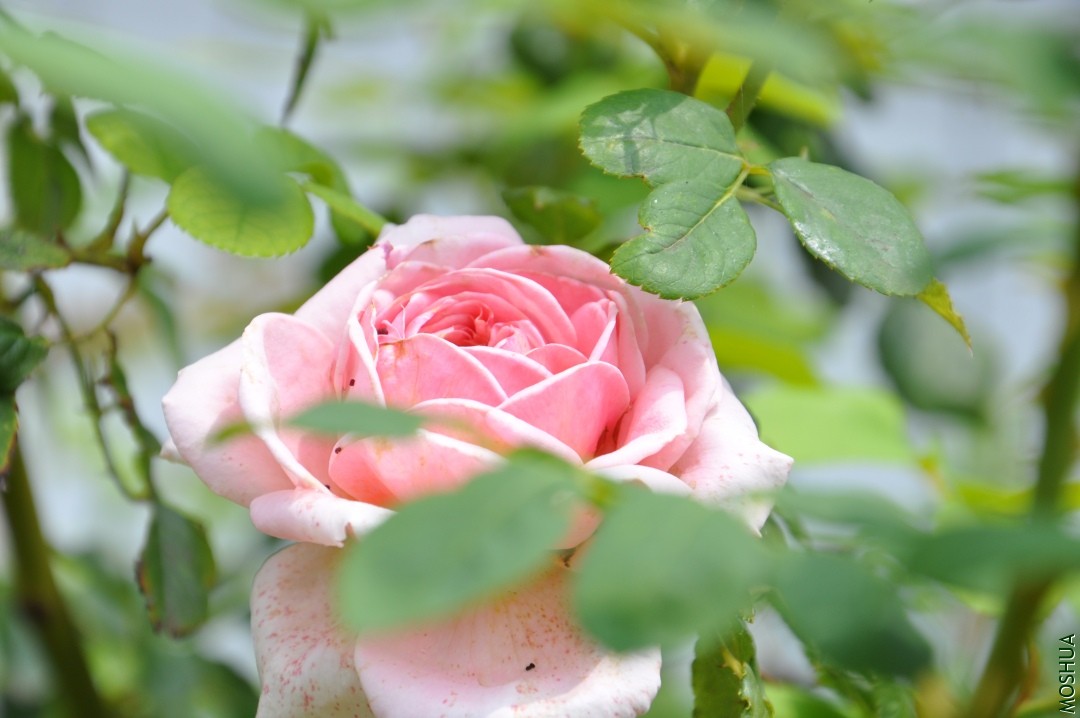 DSC_1762.JPG