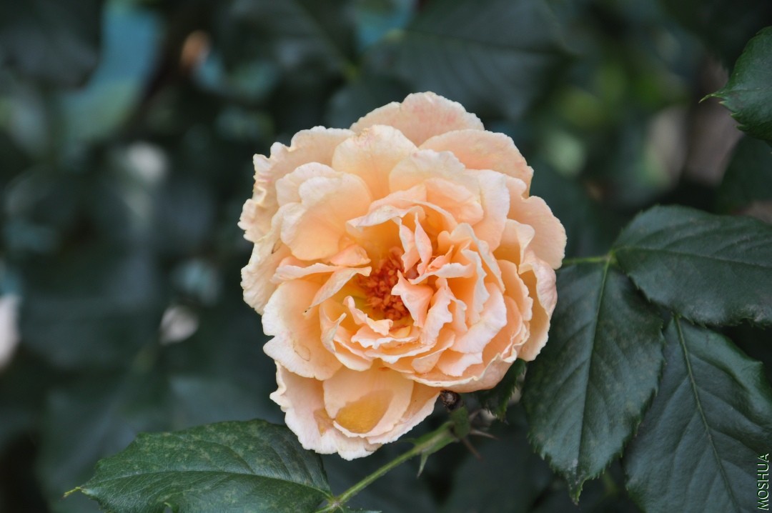 DSC_1763.JPG