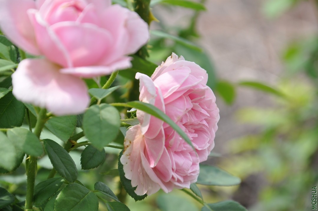DSC_1767.JPG