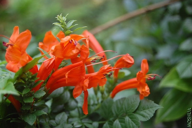 DSC_00960096.JPG