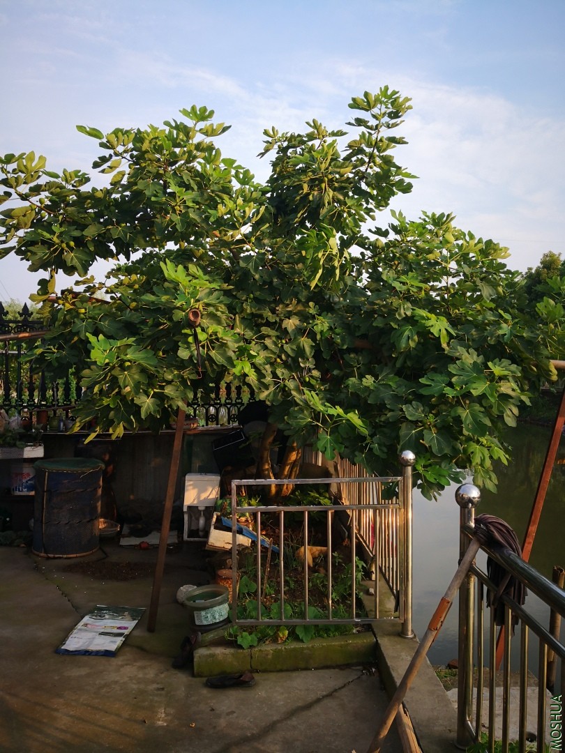 IMG_20190724_174725.jpg