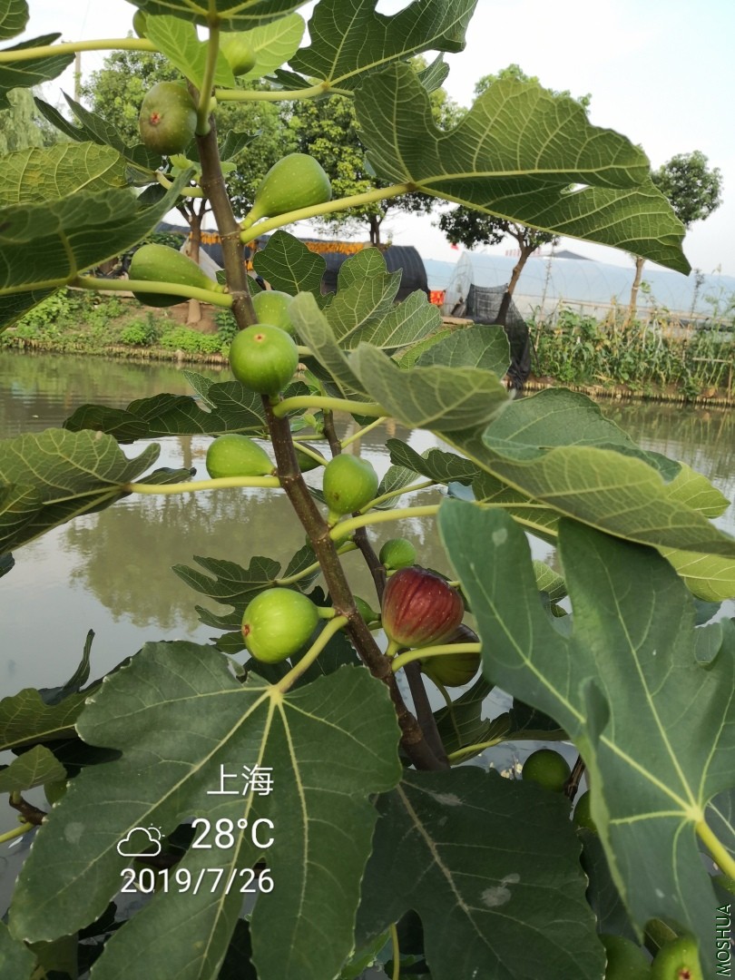 IMG_20190726_063434.jpg