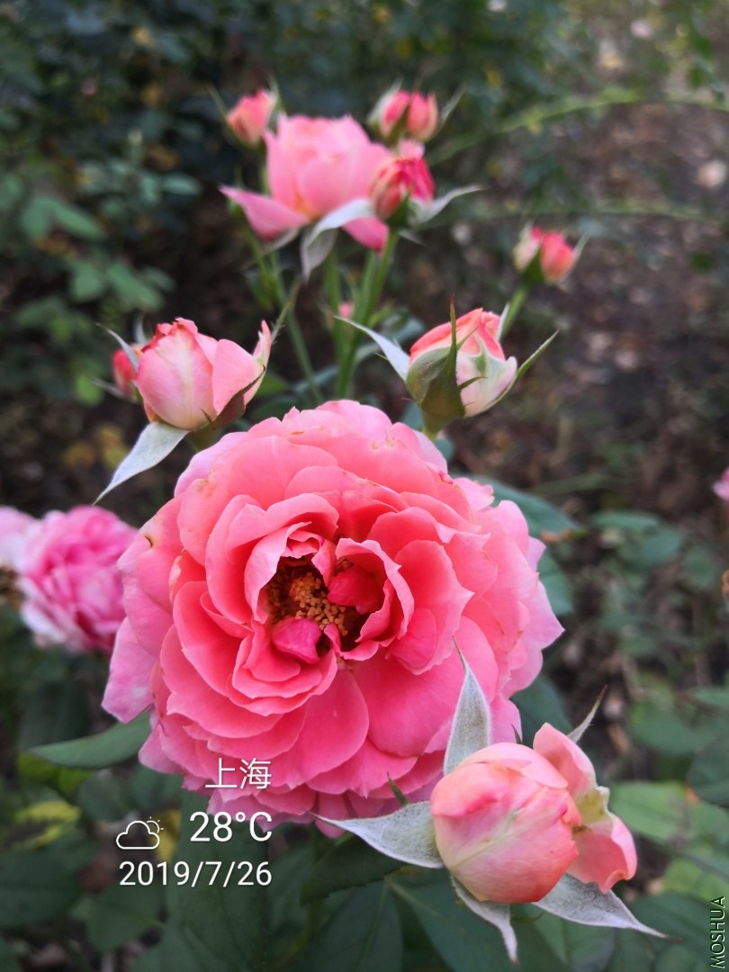 IMG_20190726_063607.jpg