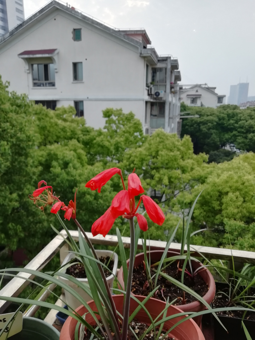 IMG_20190510_061440.jpg