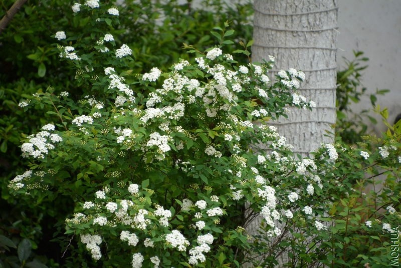 DSC_81800040.JPG
