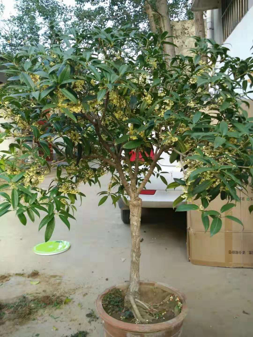 mmexport1565089582300.jpg