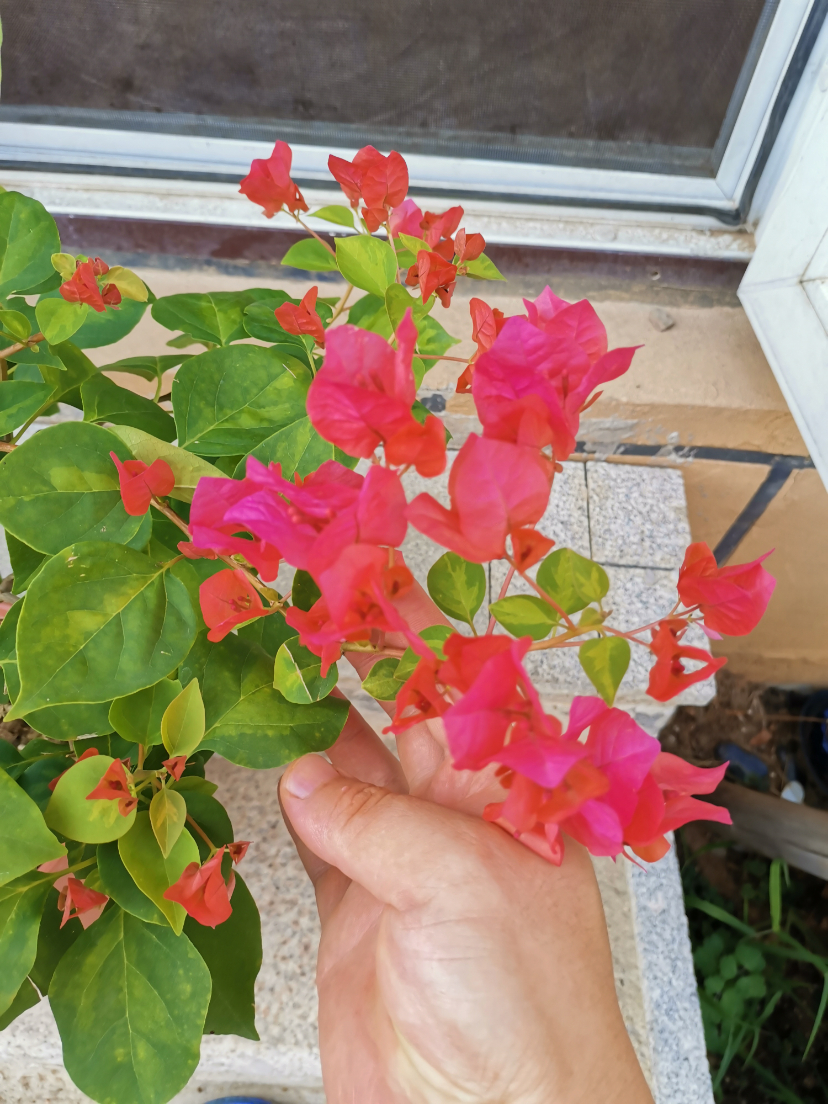 IMG_20190731_152841.jpg