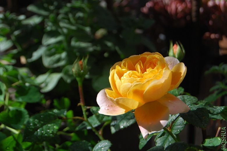 DSC_0042_����.jpg