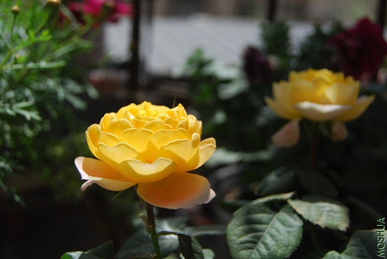 DSC_0228_����.jpg