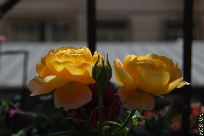 DSC_0232_����.jpg