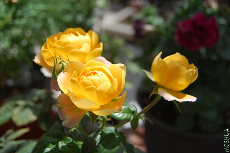 DSC_0226_����.jpg