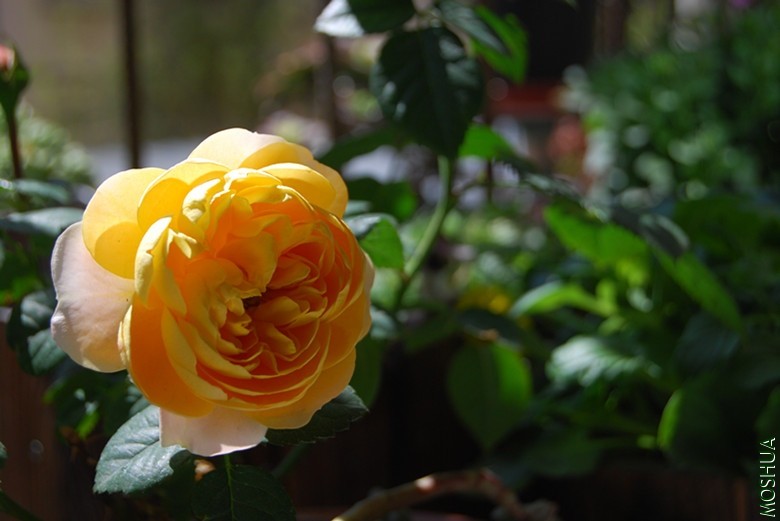 DSC_0153_����.jpg