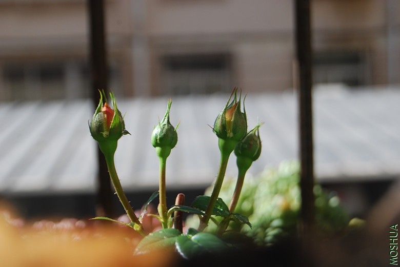 DSC_0051_����.jpg