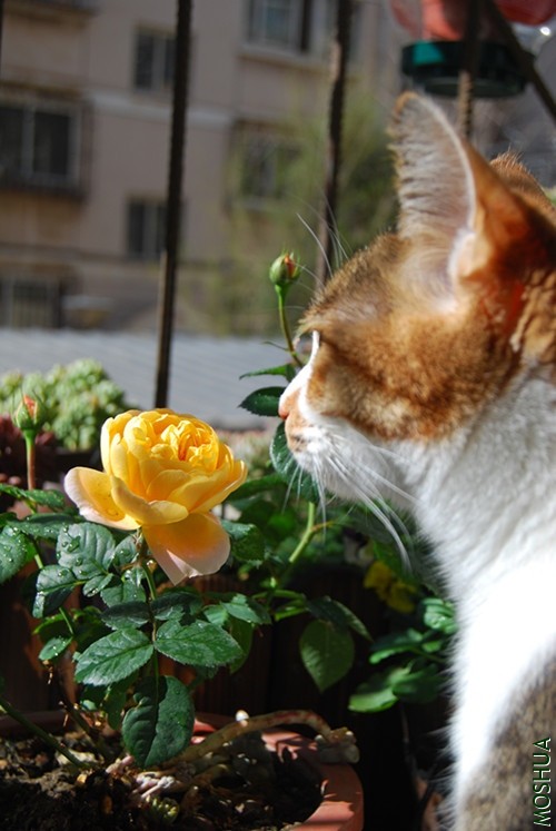 DSC_0053_����.jpg