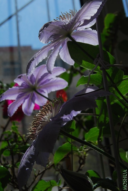 DSC_0180_����.jpg