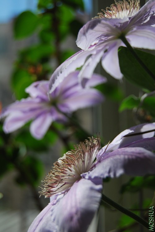 DSC_0091_����.jpg
