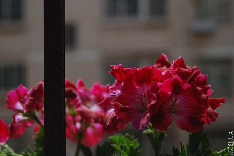 DSC_0195_����.jpg