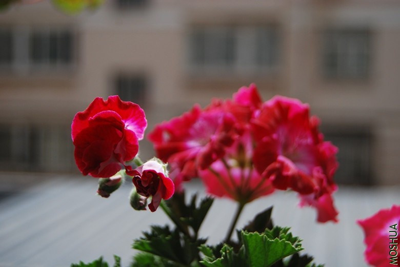 DSC_0194_����.jpg