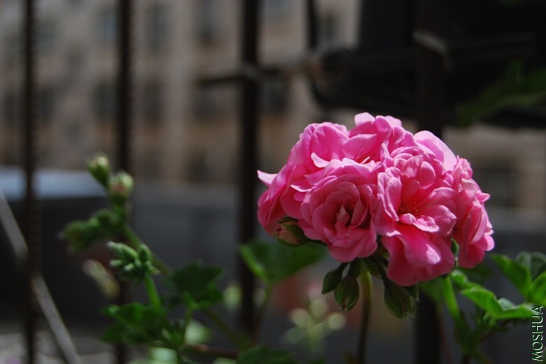 DSC_0193_����.jpg