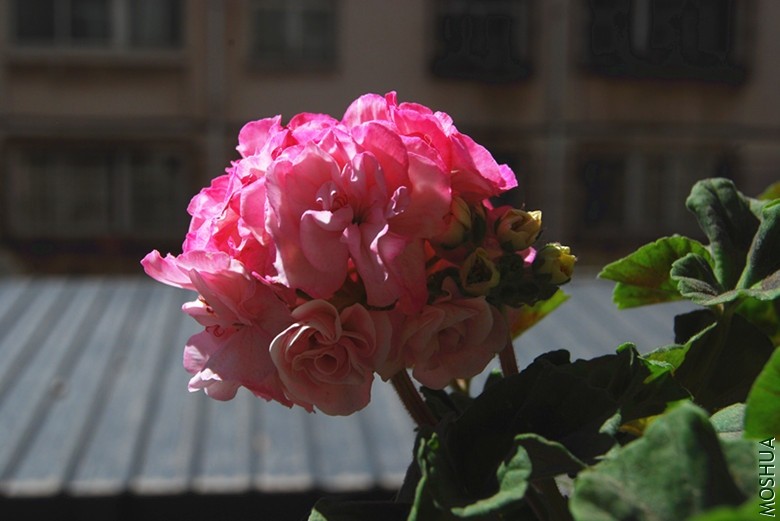DSC_0128_����.jpg