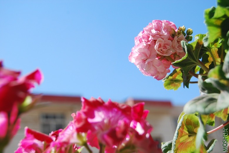 DSC_0125_����.jpg