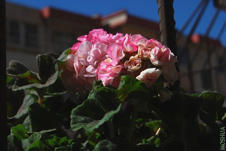 DSC_0127_����.jpg