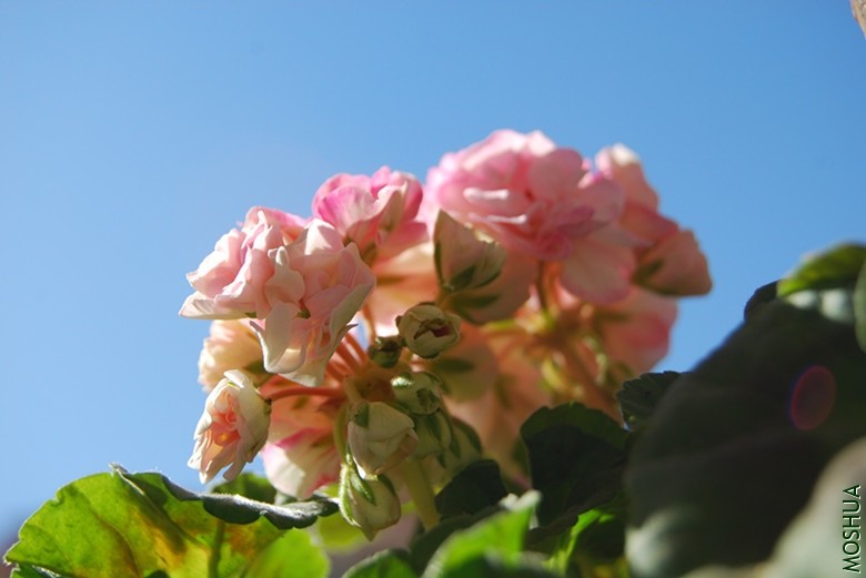 DSC_0056_����.jpg