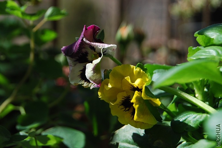 DSC_0129_����.jpg