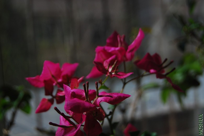 DSC_0106_����.jpg