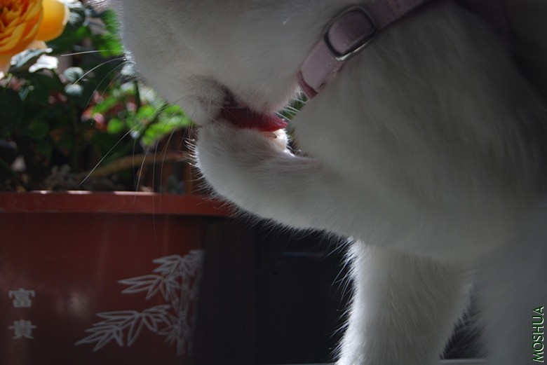 DSC_0187_����.jpg