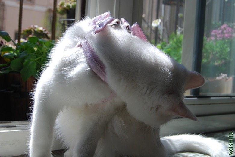 DSC_0185_����.jpg