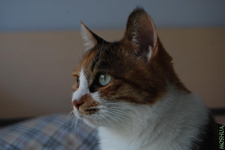 DSC_0175_����.jpg