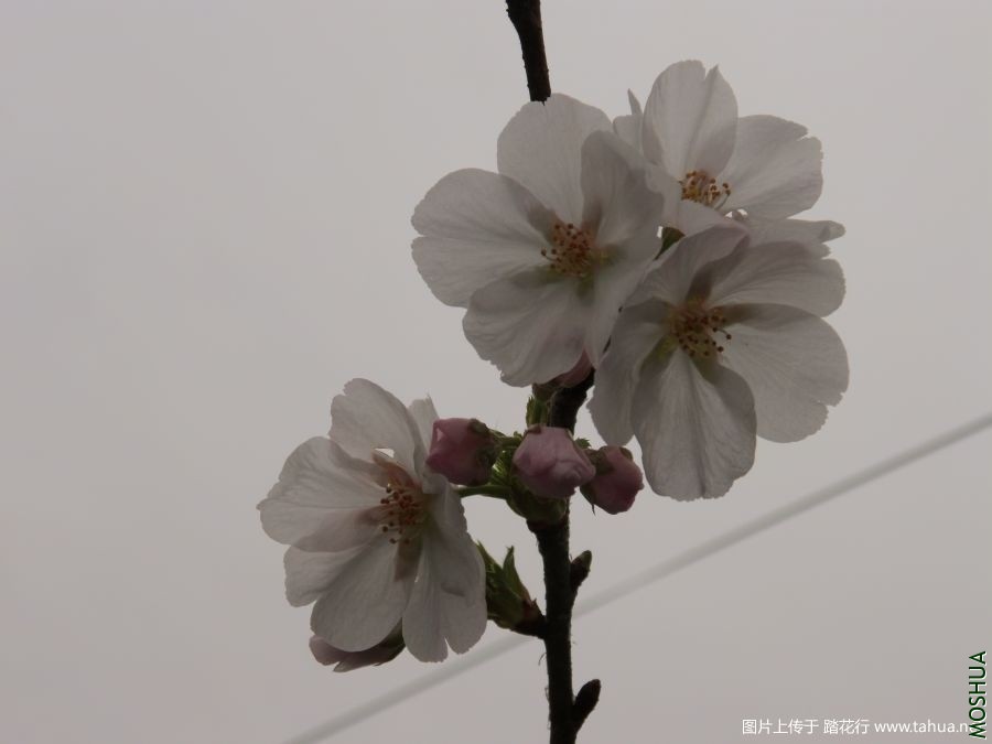 113734mwgchswh2fc2gswh.jpg