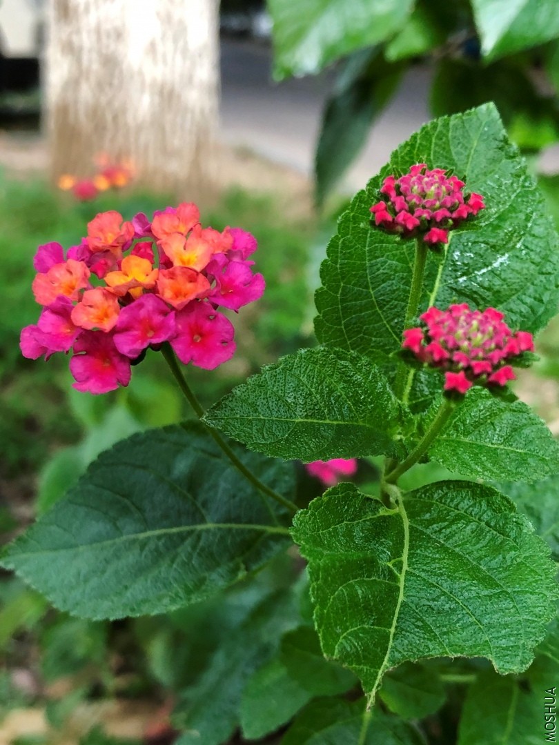 IMG_E6367.JPG