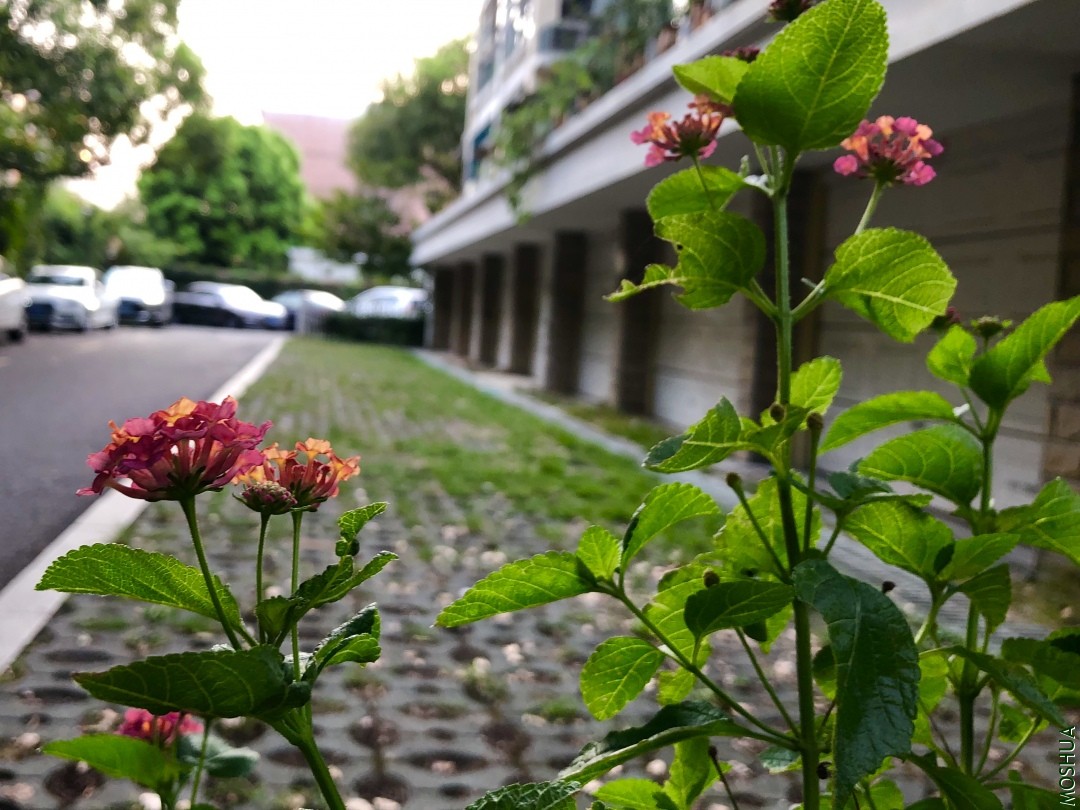 ΢��ͼƬ_20190821084537.jpg