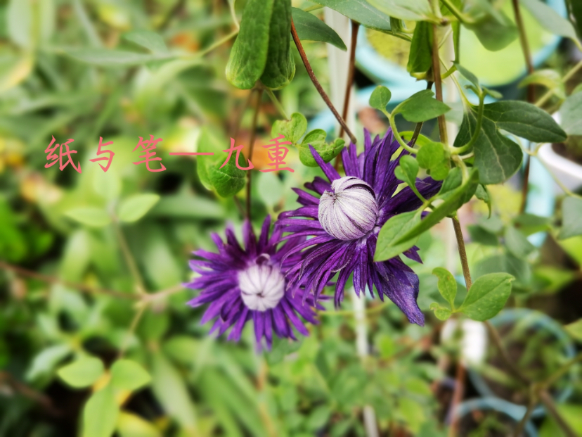 IMG_20190821_190451.jpg