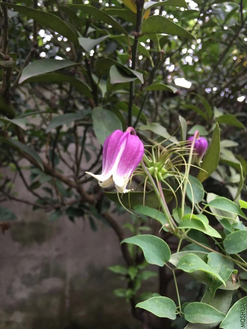 ΢��ͼƬ_20190823122709.jpg