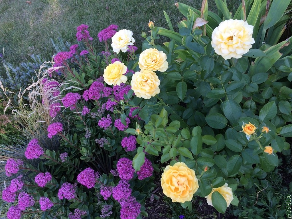 IMG_8925.JPG