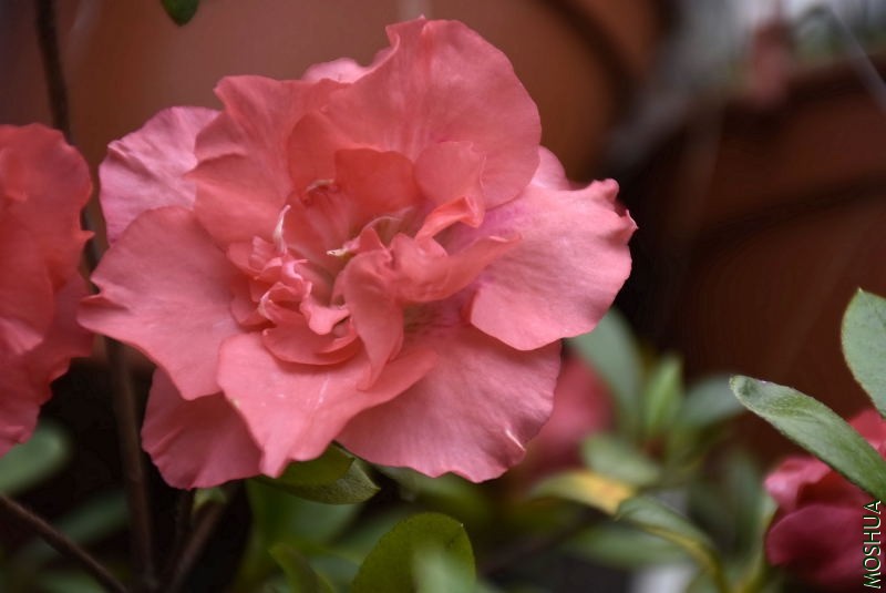 _DSC04220422.JPG