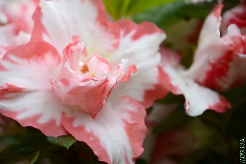 _DSC69010911.JPG
