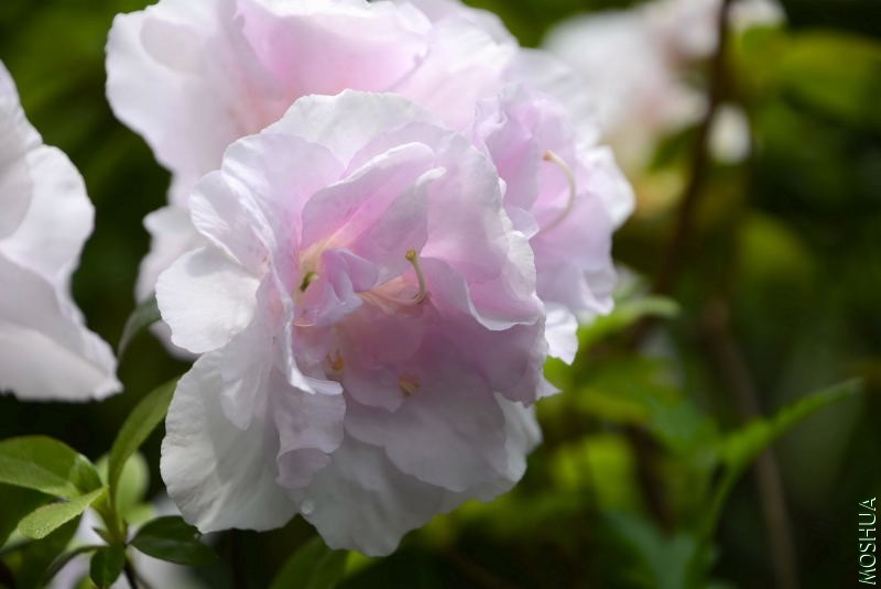 _DSC66610671.JPG