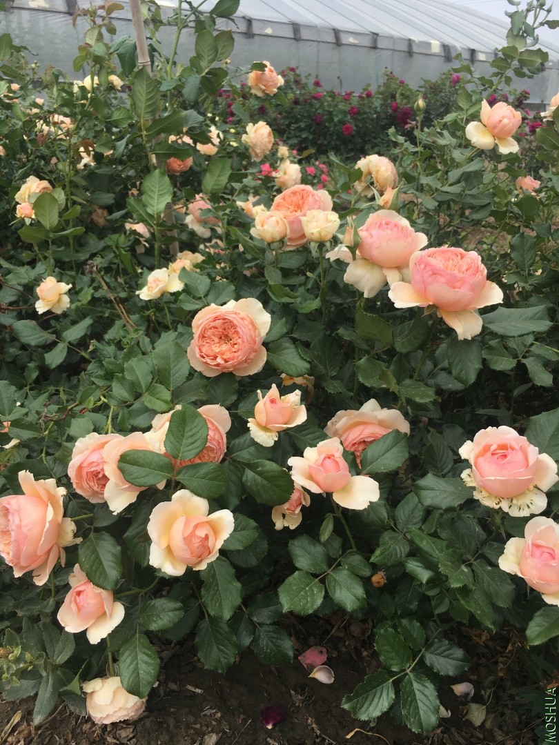 ����