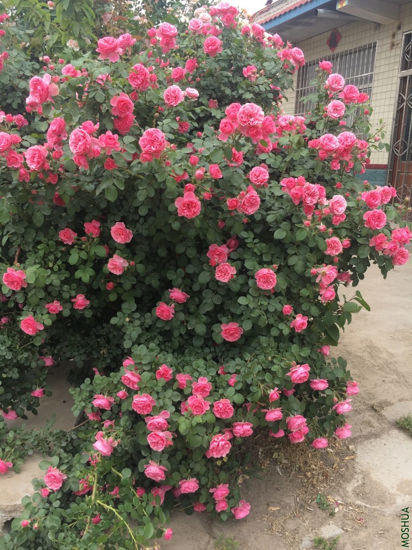 �ٱ�-��ɫ�����