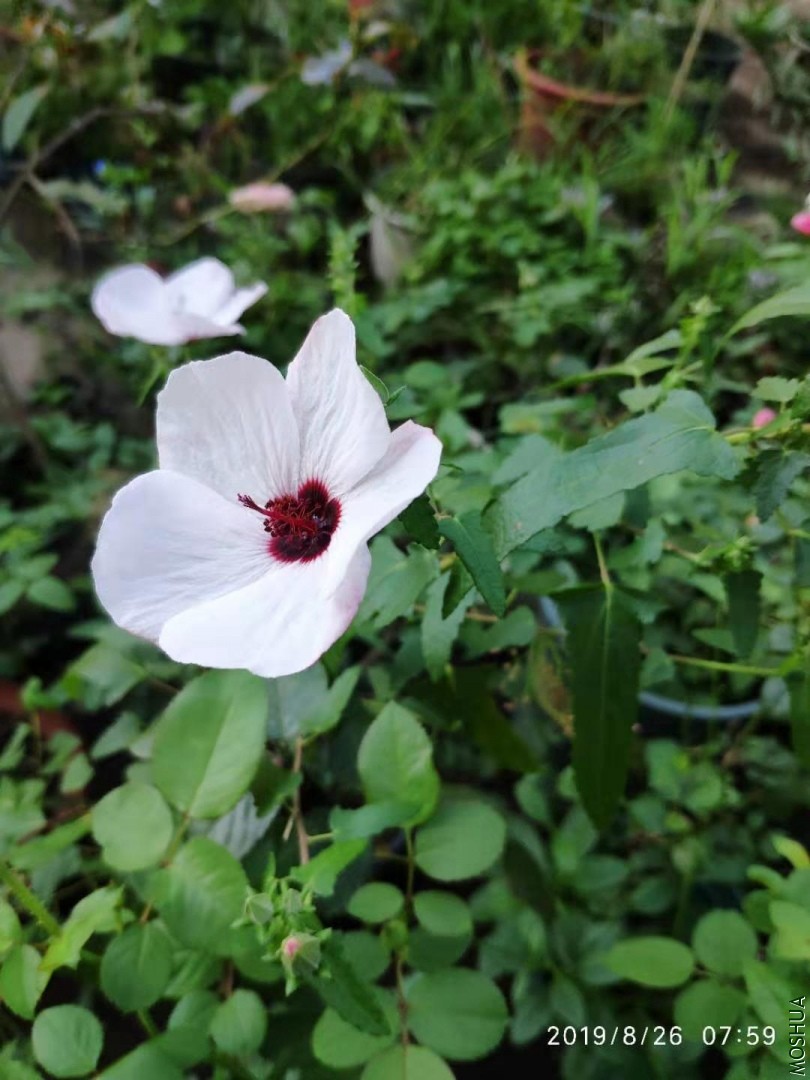 ΢��ͼƬ_20190826105035.jpg
