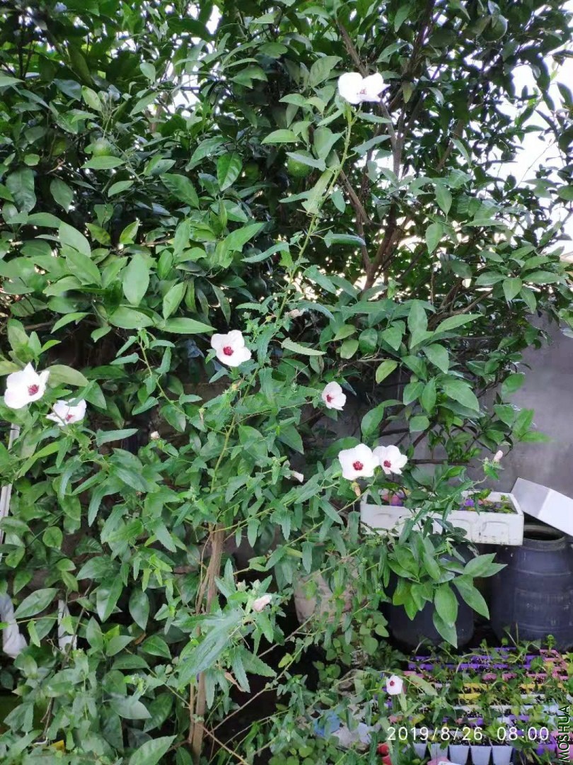 ΢��ͼƬ_20190826105047.jpg