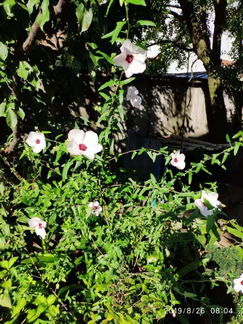 ΢��ͼƬ_20190826105129.jpg