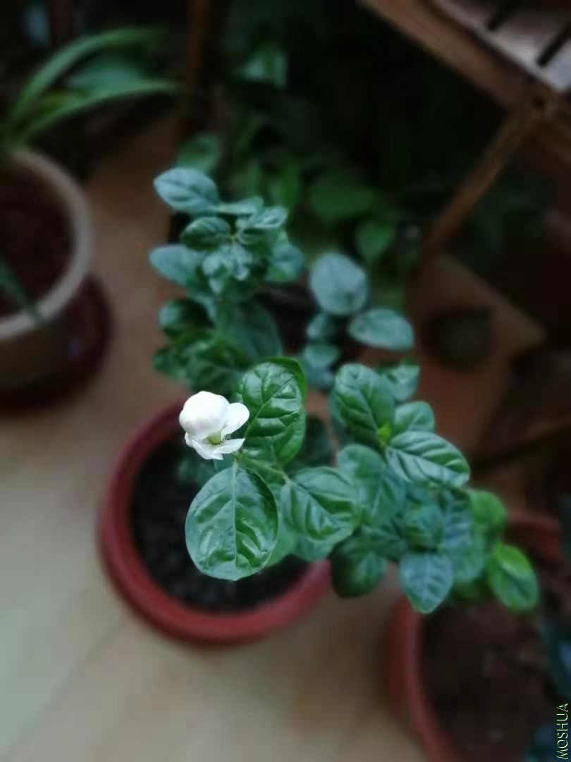 ΢��ͼƬ_201908261145521.jpg